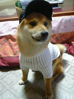 image/hanshintoboku-2005-05-02T23:26:42-1.jpg